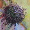 Purple Echinacea